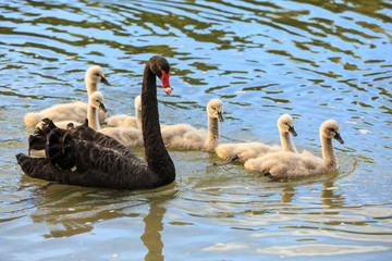 A black swan on the water, with her family of cygnets swimming alongside