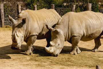 Obraz premium rhino in the wild