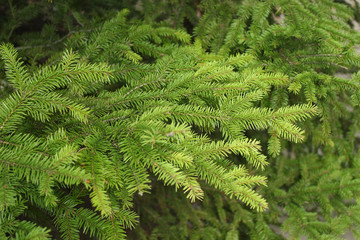 Fresh branch of young conifer tree with green needles