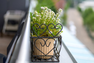 Fototapeta na wymiar Dainty white spring flowers in a flowerpot