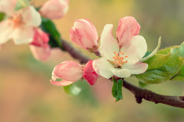 Fototapeta na wymiar Beautiful blooming wild apple tree in vintage style