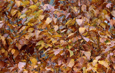 autumn leaves background