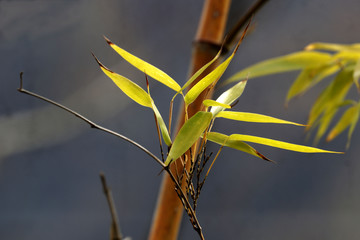 Close up Budding Green Bamboo Leaves in Spring, China
