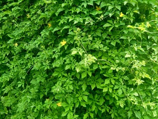 Momordica charantia (bitter melon, bitter apple, bitter gourd, karela, bitter squash, balsam pear, pare) with natural background. It is a tropical and subtropical vine of the family Cucurbitaceae.