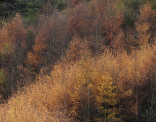 Green Leaves turn to be Gold all over the Valley in Fall Season