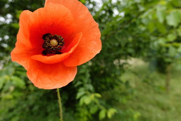Fototapeta premium Poppy with background