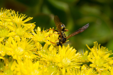 An Asian paper wasp on yellow ragwort flowers, feeding on nectar