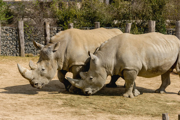 Naklejka premium rhino in the wild