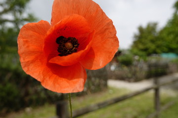 Poppy with background
