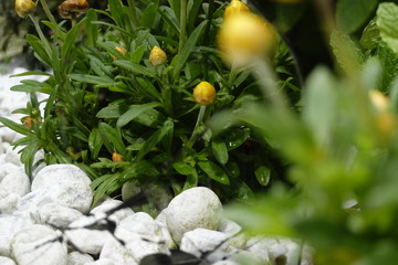 Flower in a garden