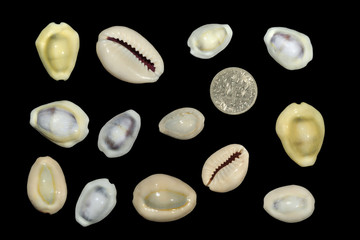 Shells of the "money cowrie", used as currency in some Pacific and Indian Ocean countries. with a dime for scale