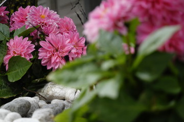 Flower in a garden