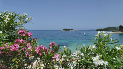 Pink and white Nerium oleander in front of sea coast with sandy beach and small island on background