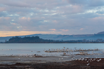 Lake Rotorua, New Zealand, at dusk. Seabirds are roosting on Sulphur Flat (Te Arikiroa) in the foreground