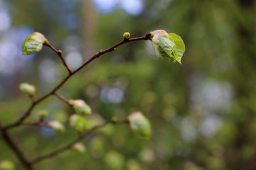 A branch with blossoming young green leaves, shot closeup with blur of a natural green background.