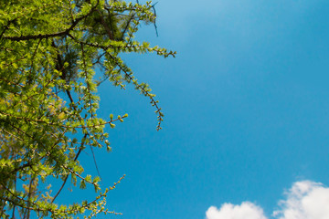 Bright, colorful blue sky in pleasant sunny summer weather. Green larch branches and clouds. A photo with free blank copy space for text