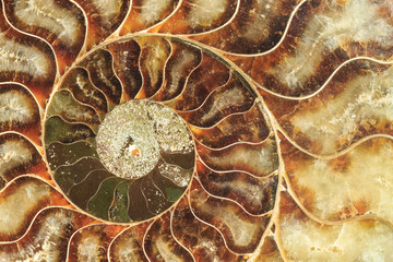 A cross-section of an ammonite shell (an extinct marine mollusk). The chambers are filled in with calcite © Michael