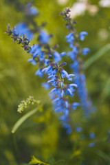 Obraz premium FLOWER-2
