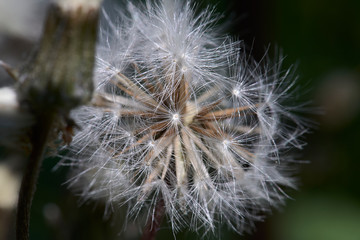 close up of a common dandelion