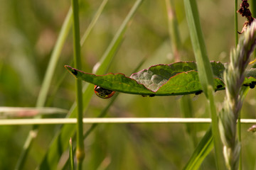 close up of lady bug on a leaf