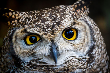 Spotted Eagle Owl 