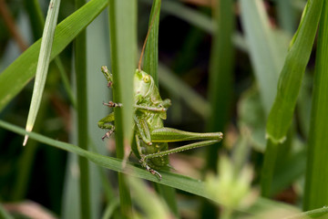 Macro