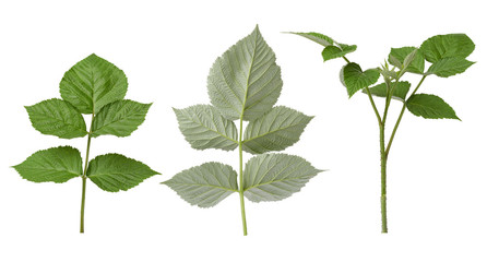 Naklejka na ściany i meble various branches and green raspberry leaves isolated on a white background