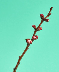 apricot tree branch with unblown flower buds  on a green background