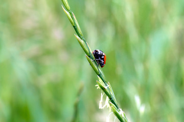 close up of a spotted amber lady beetle