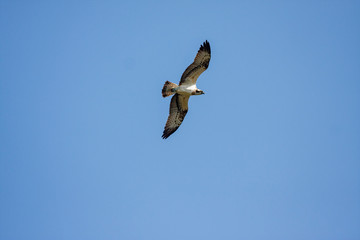 River hawk or western osprey (Pandion haliaetus) inflight, wildlife animal.