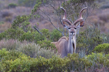 A Kudu in South Africa