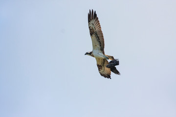 River hawk or western osprey (Pandion haliaetus) inflight, wildlife animal.