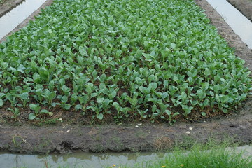 Summer kale farm on the outskirts