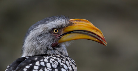 A yellow-billed Hornbill in South Africa 