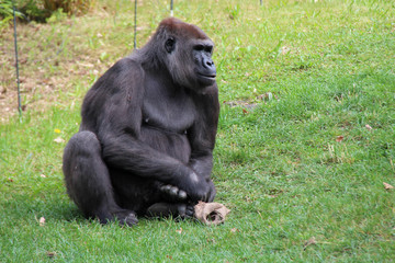 in a zoo in berlin (germany) 