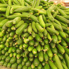 fresh cucumbers at market