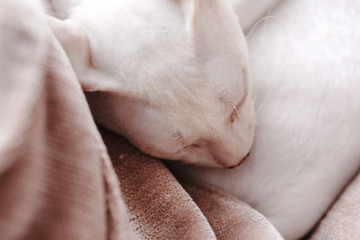 Close-up of cute sleeping kitten