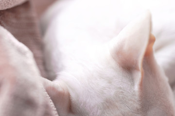 Close-up of cute sleeping kitten