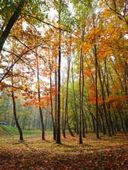 Fototapeta na wymiar Colorful autumn forest with fallen leaves