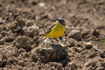 männliche Schafstelze von vorne