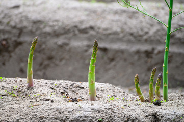 Early summer growth cycle of asparagus plant, fern development