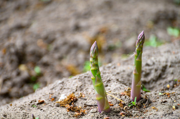 Green asparagus plant growing on field ready to harvest