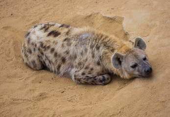 Hyena resting in sand in desert