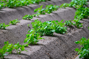 Young potato plants growing on farm field in springtime