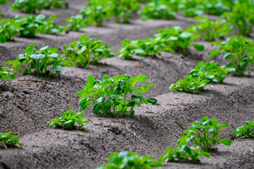 Young potato plants growing on farm field in springtime