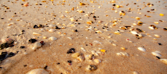 shells on the beach