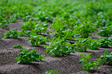 Young potato plants growing on farm field in springtime