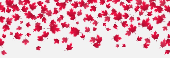 Falling red maple leaves background. Canada Day, July 1st celebration concept. Flying autumn foliage isolated on a gray backdrop. Modern style horizontal vector illustration.