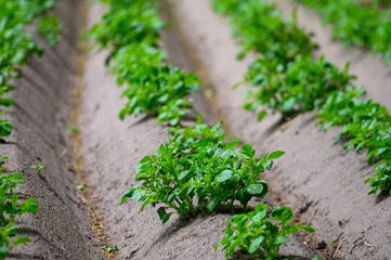 Young potato plants growing on farm field in springtime