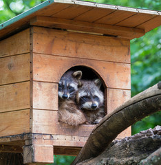 Two racoons resti in wooden house